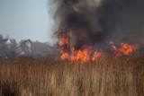 Kraków: pożar na łąkach na Ruczaju [ZDJĘCIA]