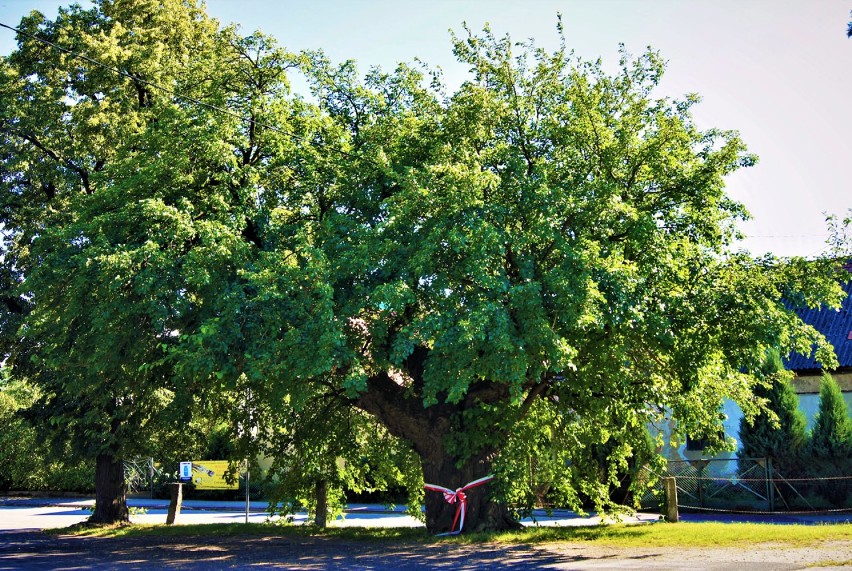 Ma 330 lat i jest wyjątkowa! Śmiałowicka morwa walczy o tytuł Drzewa Roku 2019 [ZDJĘCIA]