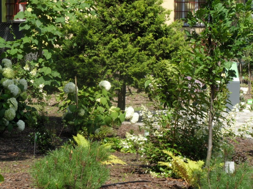 Bytom: Miniarboretum lipiec 2016. Ogród w letniej odsłonie