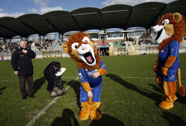 Miedź - Okocimski - na mecz zaproszą lwy Miedziaki