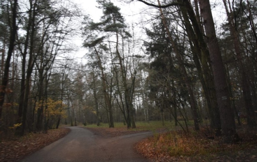 Las Paprocki w Zduńskiej Woli już wkrótce częściowo zmieni...