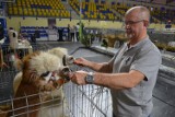 Katowice: Wielka wystawa ptaków i zwierząt hodowlanych! Czarne koguty, króliki-dalmatyńczyki czy śmiejące się kury. ZDJĘCIA