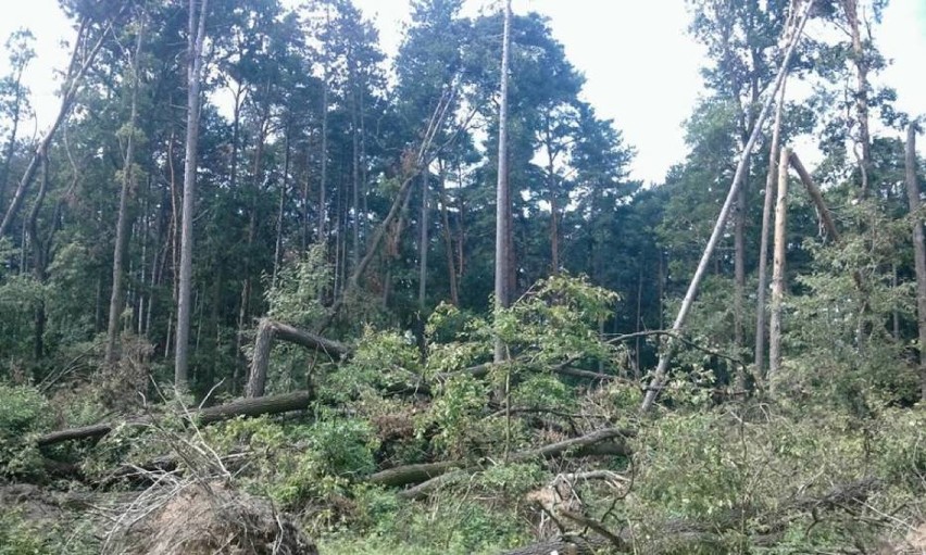 W Nadleśnictwie Krotoszyn usunięto skutki orkanu „Ksawery” [ZDJĘCIA]