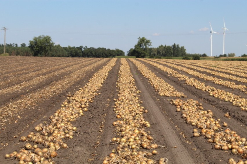 Zbiory cebuli w 2020 roku w gminie Radziejów [zdjęcia]                            
