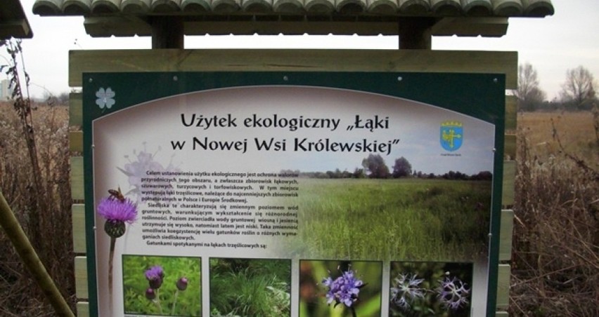 Przystanek nr 4 „Użytek ekologiczny Łąki w Nowej Wsi...