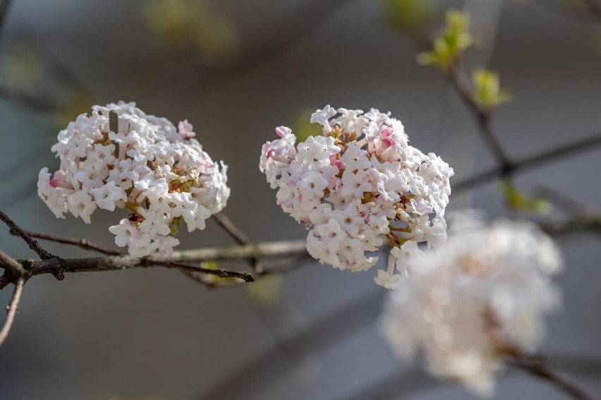 Wiosna w Ogrodzie Botanicznym Uniwersytetu Jagiellońskiego w...