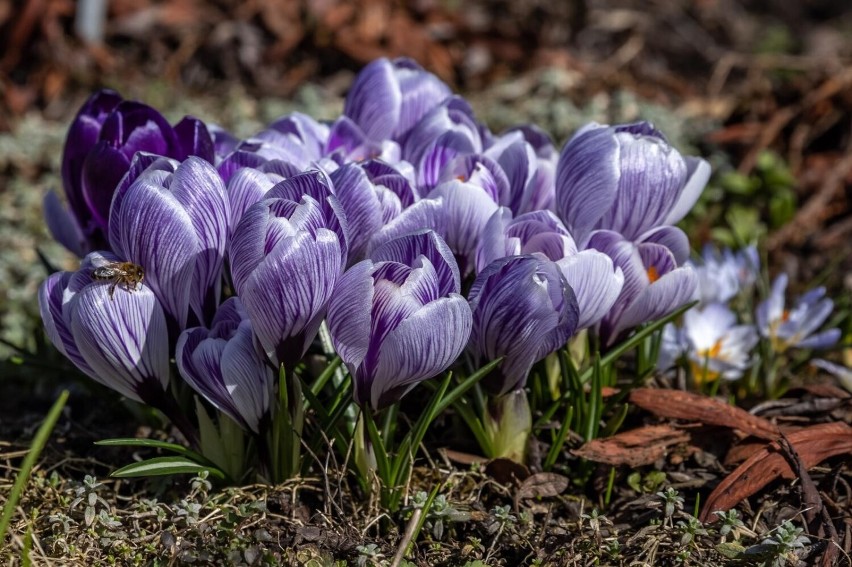 Wiosna w Ogrodzie Botanicznym Uniwersytetu Jagiellońskiego w...