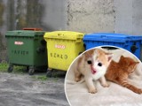 Ktoś wyrzucił małe kotki do kontenera na śmieci w Żorach. Mimo walki, maluchy nie przeżyły