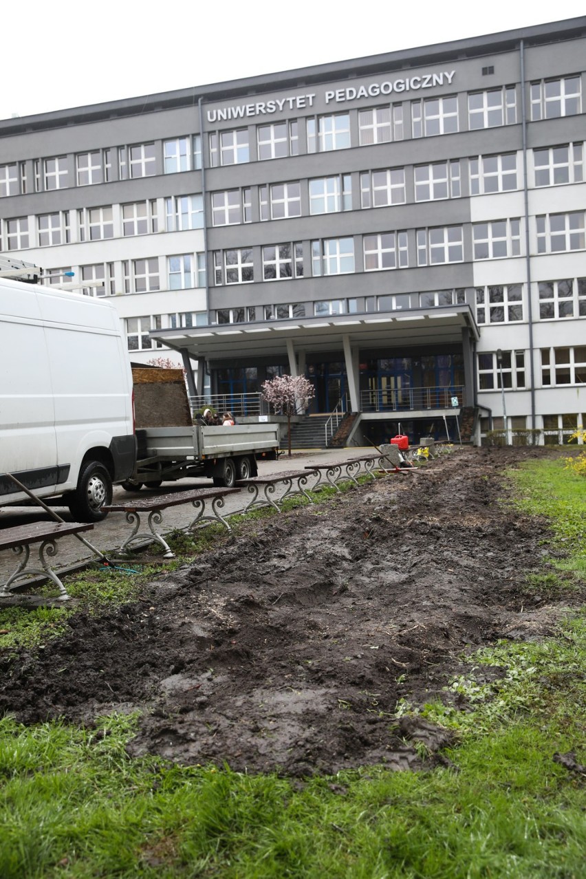 Kraków. Wycinka drzew przed Uniwersytetem Pedagogicznym. Mieszkańcy oburzeni, uczelnia się tłumaczy