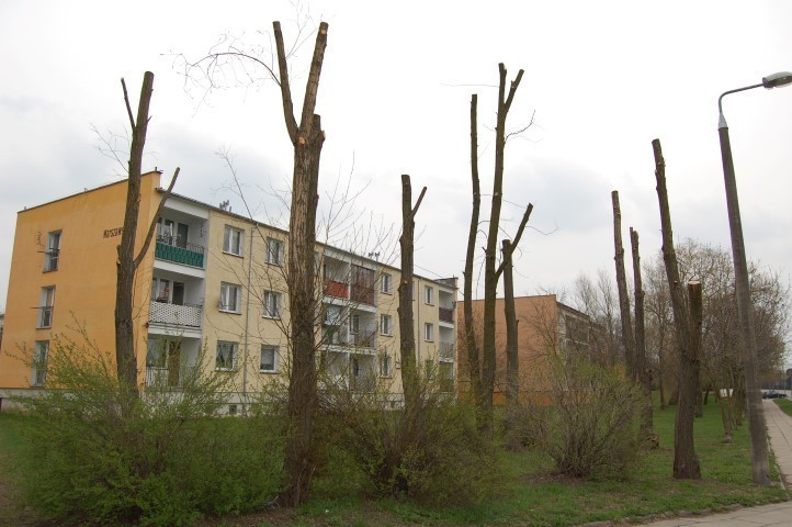 Drzewa przy ulicy Warszawskiej