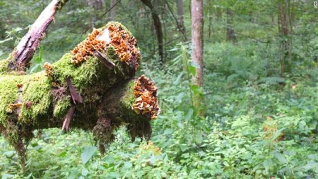 Autorzy materiału zastanawiali się jaka jest przyszłość tego starego lasu