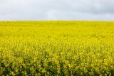 Kwitną piękne pola rzepaku w Wielkopolsce. Zobacz wyjątkowe zdjęcia fotoreportera "Głosu"