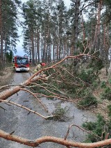 Orkan Eunice w Żarach. Strażacy walczą ze strasznymi skutkami kolejnego kataklizmu w całym powiecie żarskim