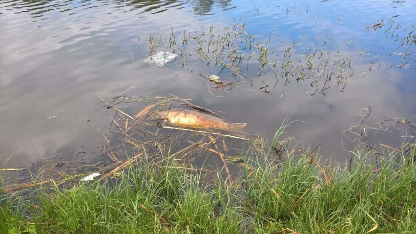 Na powierzchni kieleckiego zalewu, po stronie wschodniej,...