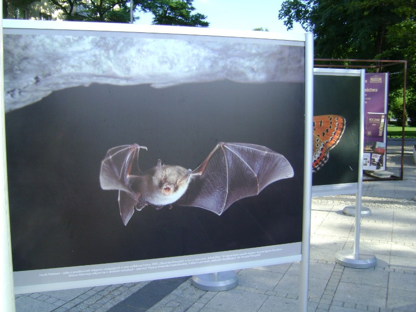 Natura 2000. Wystawa zdjęć na Placu Biegańskiego