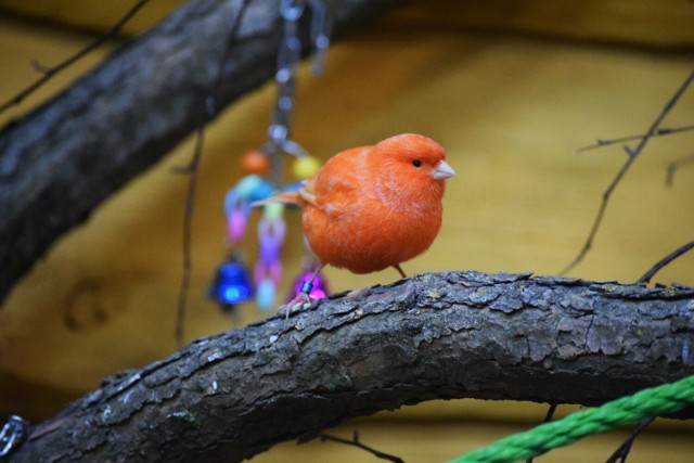 Nowa atrakcja Zoo Borysew to hala ze swobodnie latającymi ptakami