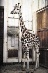 Po sześciu latach w łódzkim zoo urodziła się żyrafa!