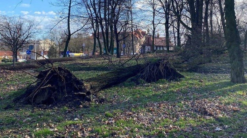 W Głogowie policzono powalone przez wichury drzewa 