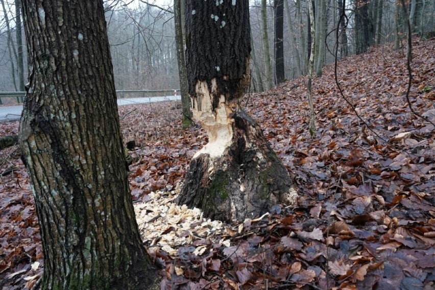 W gminie Miastko bobry nadgryzały drzewa przy drodze...