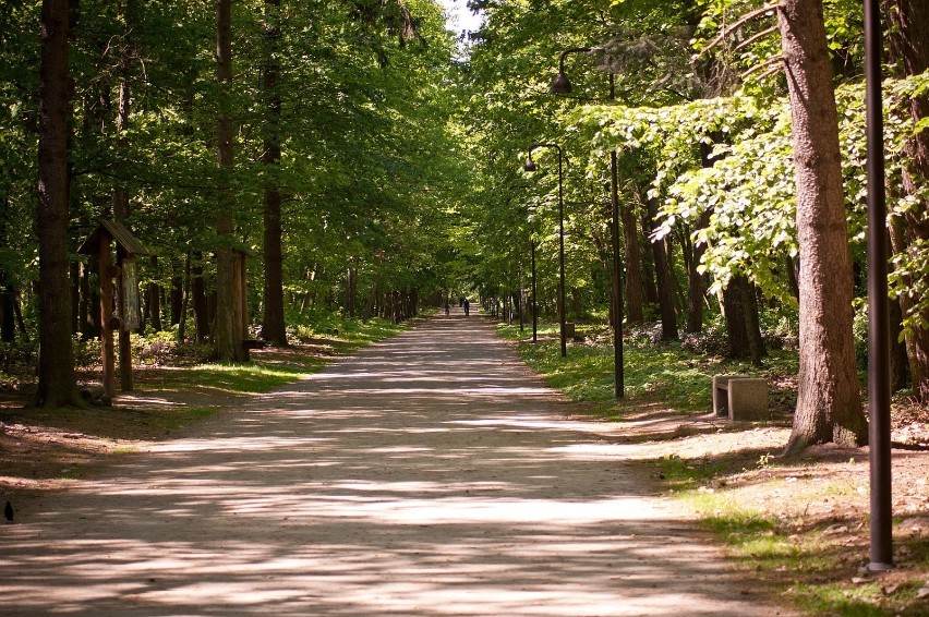 Lasy i parki już otwarte. Zobaczcie Lasek Miejski i Ogród Botaniczny w wiosennej odsłonie[FOTO]