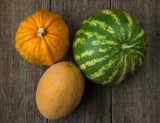 Dynia, arbuz i melon – poznaj rośliny dyniowate!