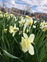 Wiosna w Kielcach. Zobacz, gdzie zakwitły pierwsze kwiaty i krzewy [ZDJĘCIA]