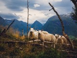 Szamotuły. Wystawa fotograficzna "W krainie fiordów" już dzisiaj!