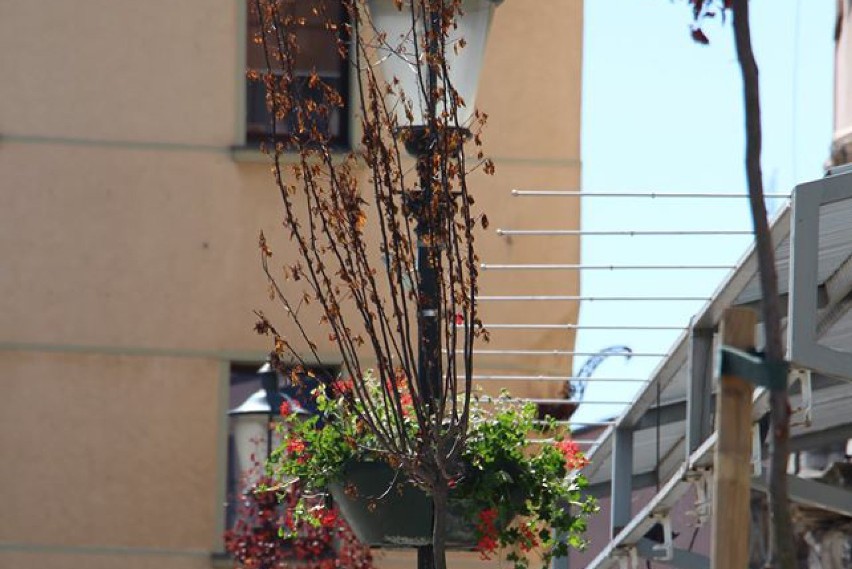 Nowe nasadzenia w centrum Żar zniszczono podlewając je...