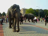 Jastrzębie-Zdrój: Występy słoni na parkingu