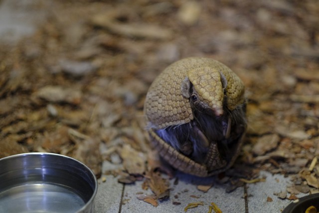 Lornetkę i ogrodowe gadżety wygrać można w konkursie na imię dla pancernika, który od września mieszka w toruńskim zoo. Konkurs trwać będzie przez tydzień od 23 lutego do 2 marca.

Zobacz także: Weekend w Toruniu. Impreza Disco Love Walentynkowe w Bajka Disco Club w Toruniu [ZDJĘCIA]

Bolita południowy, bo tak właśnie nazywa się ten gatunek,  przyjechał do Torunia z zoo w Kopenhadze. Jest samcem i 29 stycznia obchodził swoje drugie urodziny. Niestety, ten sympatyczny i tajemniczy zwierzak wciąż nie ma imienia. 

Zobacz koniecznie: Kto widział tego napastnika? Zranił i okradł dwóch mężczyzn na ulicy Targowej w Toruniu [ZDJĘCIA]

Rusza konkurs na wymyślenie imienia dla toruńskiego pancernika [ZDJĘCIA]