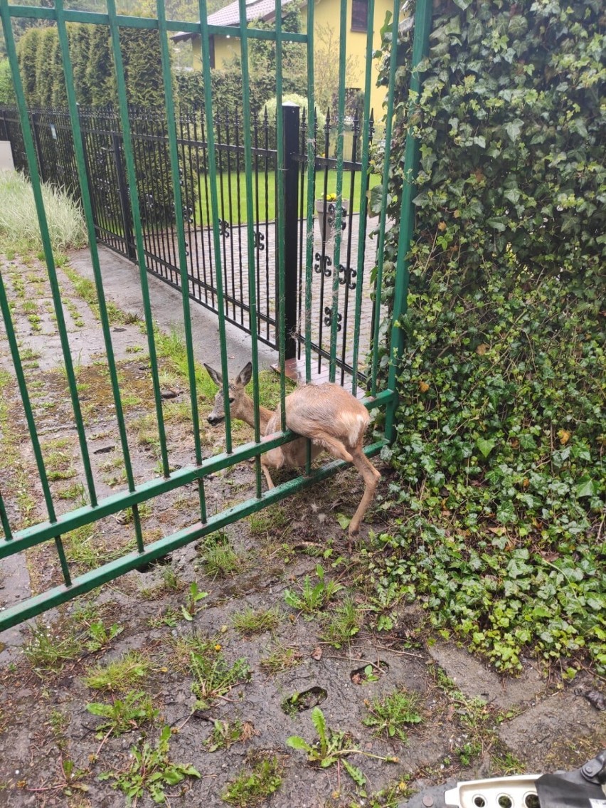 Uratowali sarenkę, która utknęła w płocie