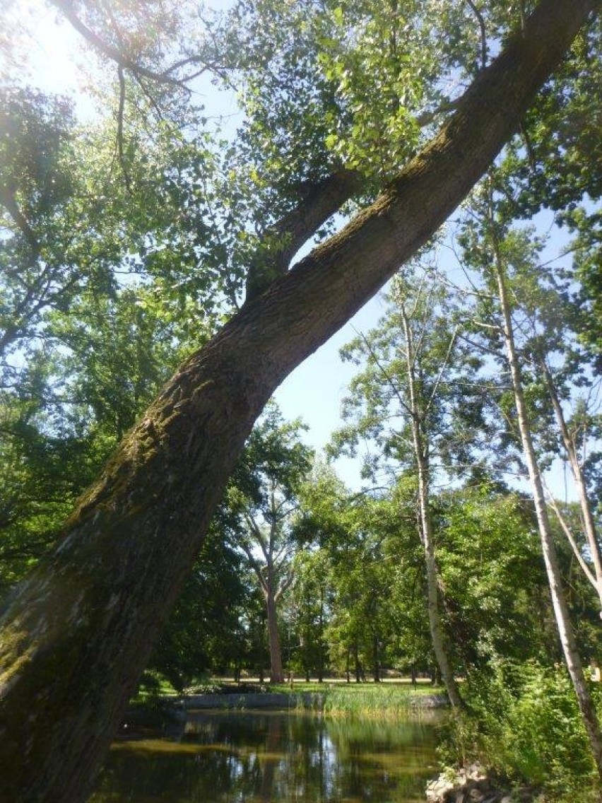 Wycinka uschniętych drzew w Parku im. Błachańca w Zgorzelcu. Miasto zasadzi nowe drzewa