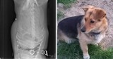 Kto zastrzelił psa w Kulejach pod Częstochową. Zwierzę zmarło w męczarniach. Policja poszukuje sprawców