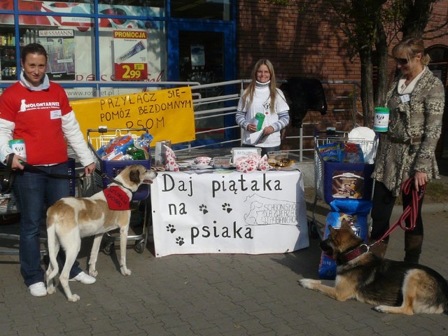Akcję "Daj piątka na psiaka", zorganizowana w Pabianicach po raz pierwszy, zakończyła się sukcesem.