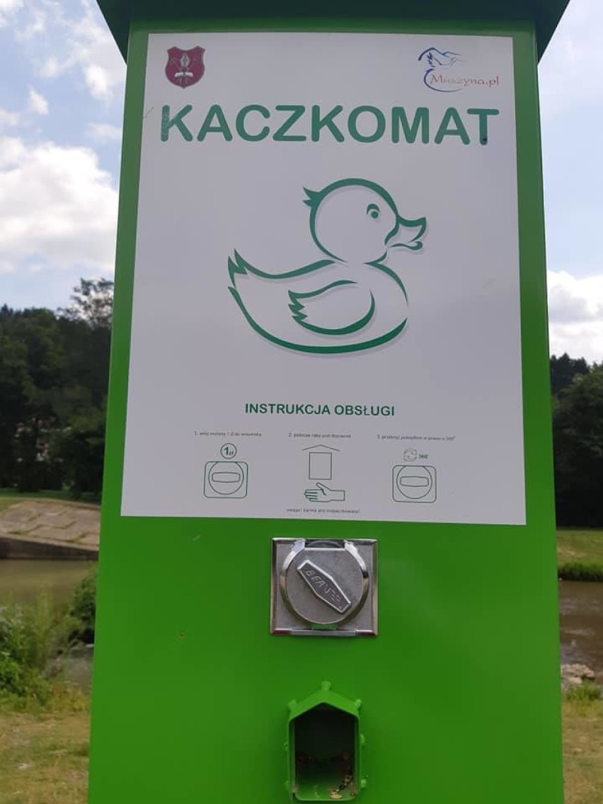 Nowy Sącz. Radny Ziaja interpeluje o „kaczkomaty” nad Łubinką, czyli automaty z pokarmem dla kaczek 