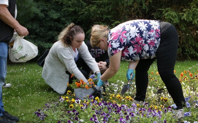 Bezpłatne sadzonki bratków rozdawano w Ogrodzie Botanicznym w Grudziądzu