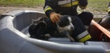 Strażacy uratowali wycieńczonego psa. Zwierzę utknęło w rzece