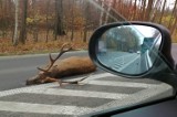 Jeleń zginął w Rybniku na ulicy Mikołowskiej  