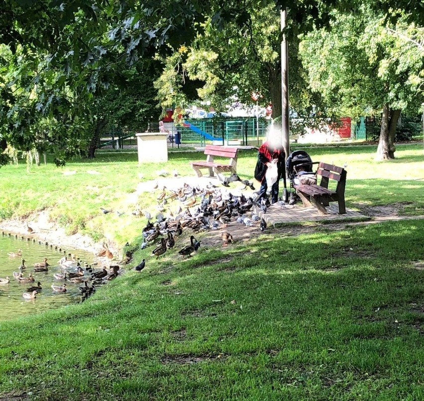 Nie dokarmiaj ptaków chlebem.