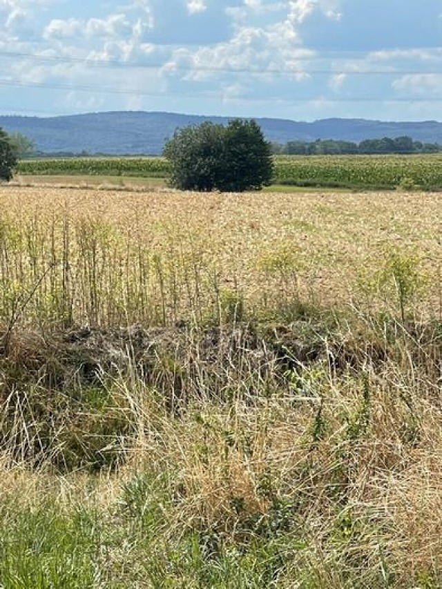 20 arów z widokiem na SUDETY Janowice Duże/Legnica
98 000 zł
Do sprzedania działka budowlana w Janowicach Dużych pod Legnicą, 20 arów, nieuzbrojona, z warunkami zabudowy, z pięknym widokiem na Sudety i na pola, dobrze skomunikowana (A4, S3)
Link do oferty