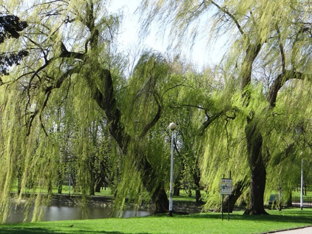 Park w Zduńskiej Woli