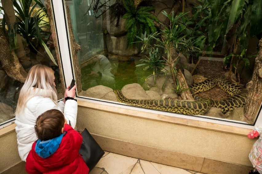 Choć latem ogrody zoologiczne są częściej odwiedzane przez...