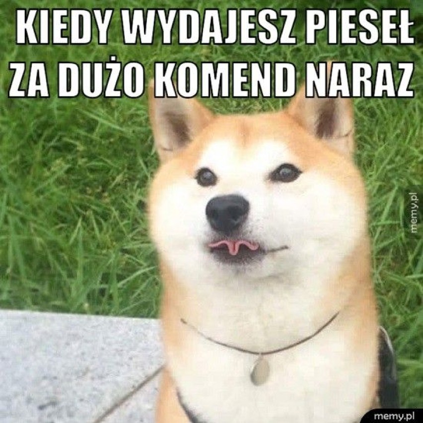 1 lipca Międzynarodowy Dzień Psa! Zobaczcie najlepsze psie memy [GALERIA MEMÓW]