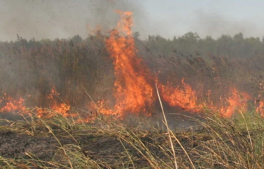 Strażacy gaszą pożary suchych traw. Podpalenia w gminie Gidle