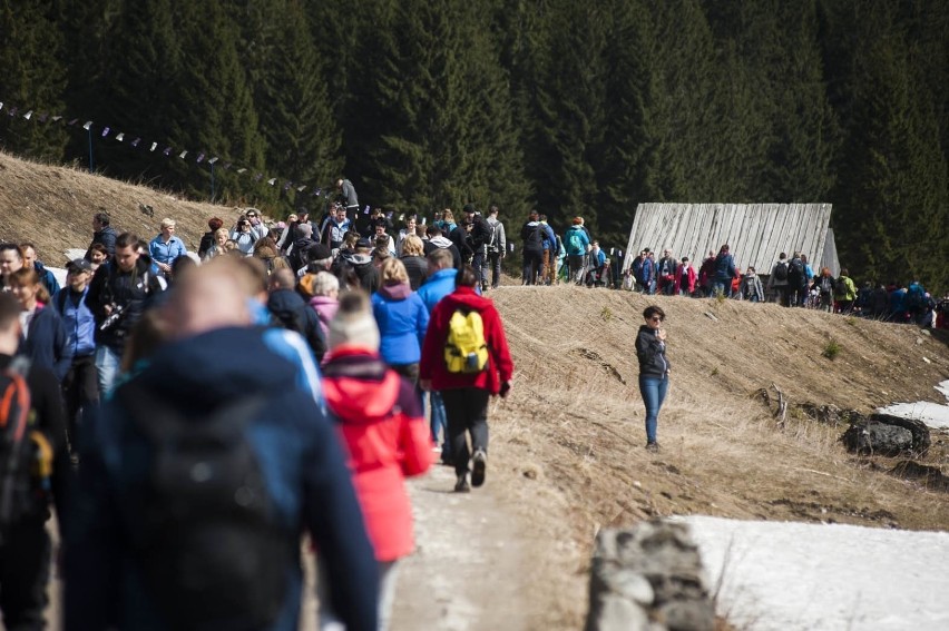 Tatry. Policja ostrzega: nie ma wyjazdu na krokusy w tym roku 5.04.