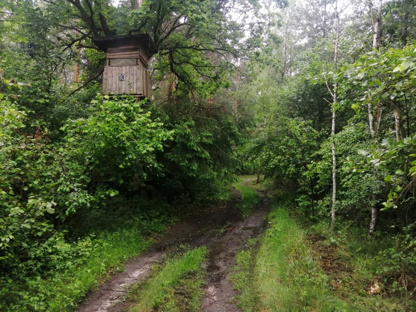 Weekendowa wycieczka - lasy wokół Głogowa