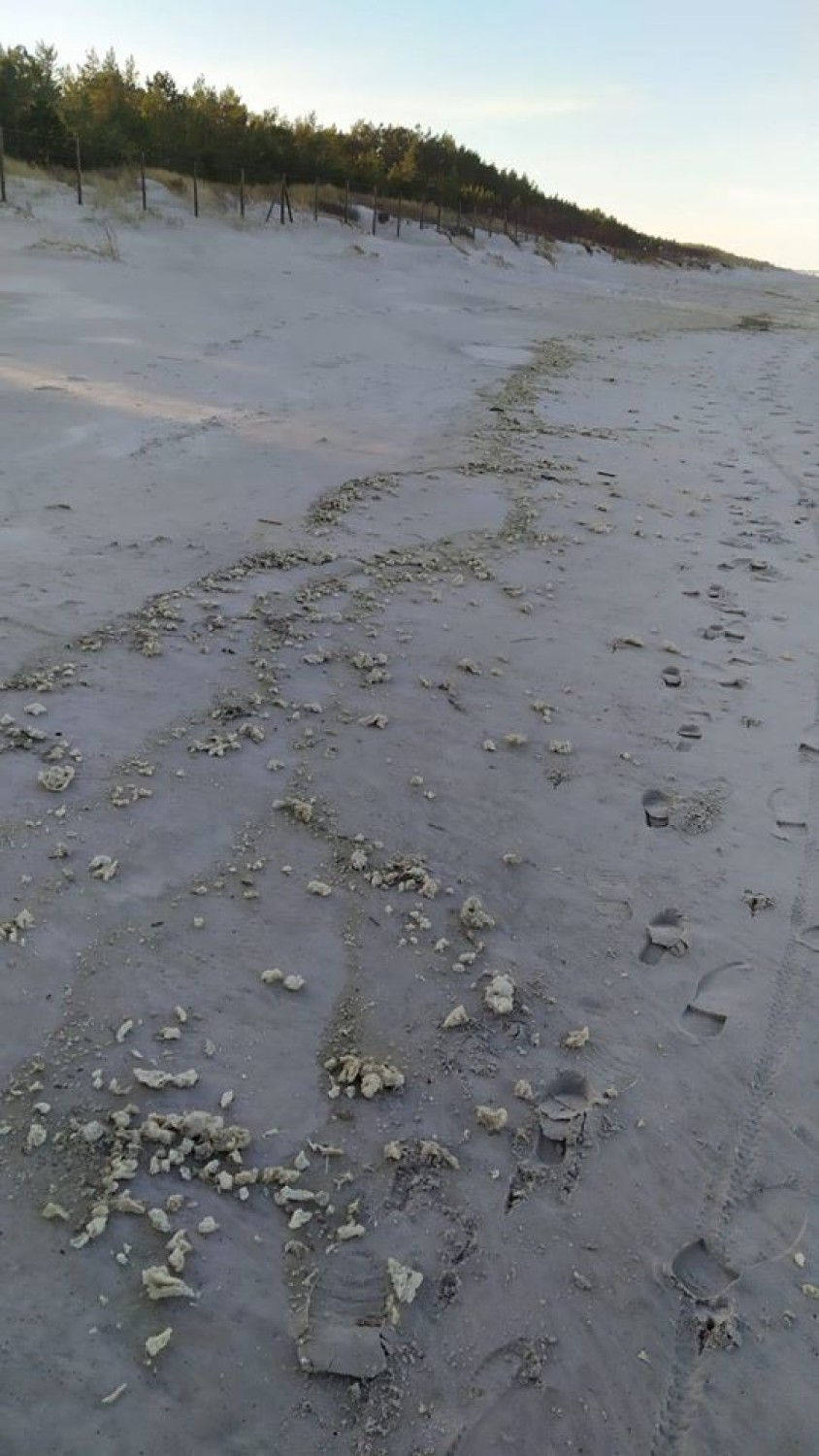 Parafina na plaży w Łebie. Trwa sprzątanie! Podobna sytuacja jest w kilku innych miejscach na wybrzeżu