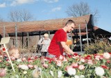 Wiosna już zagościła w poznańskich sklepach ogrodniczych