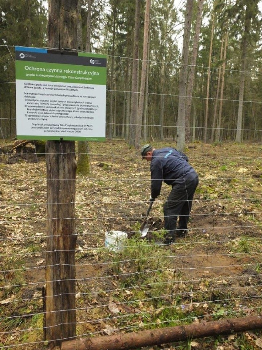 Wigierski Park Narodowy. Pracownicy zaczęli sadzić drzewa [Zdjęcia]