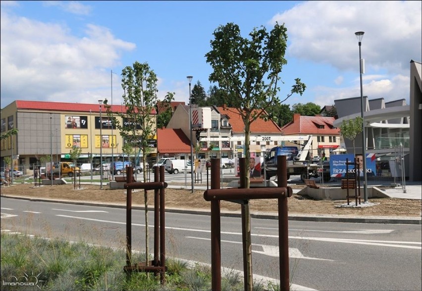 Na limanowskim rynku posadzono drzewa i krzewy. Czy miejsce nadal przypomina betonową pustynię? [ZDJĘCIA]